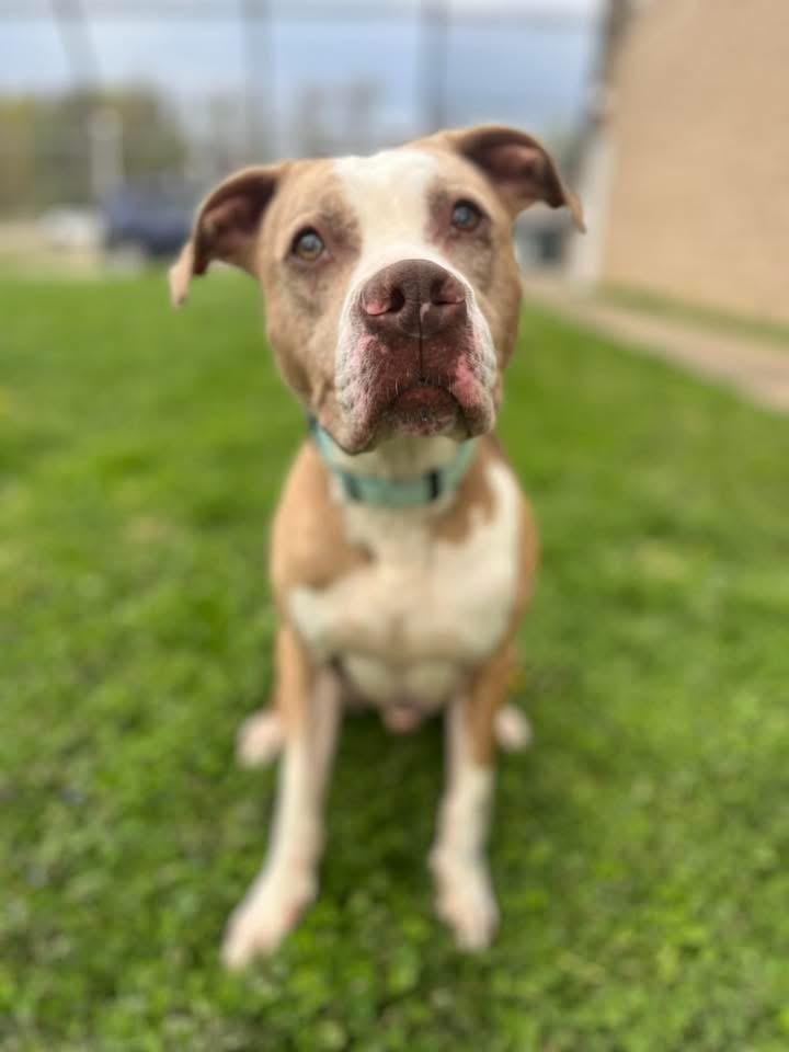 Enlarge Ruger , a ADOPTABLE mixed breed in Zanesville, OH image 5/5