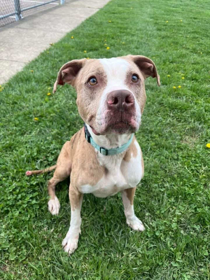 Enlarge Ruger , a ADOPTABLE mixed breed in Zanesville, OH image 4/5