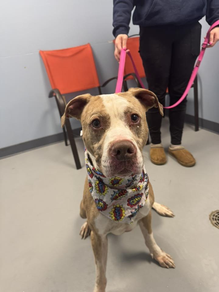 Ruger , a ADOPTABLE mixed breed in Zanesville, OH image 1/3