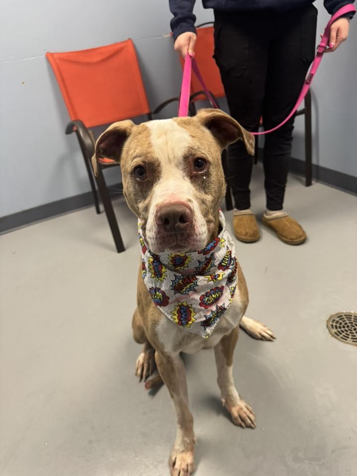 Ruger , a ADOPTABLE mixed breed in Zanesville, OH image 3/3