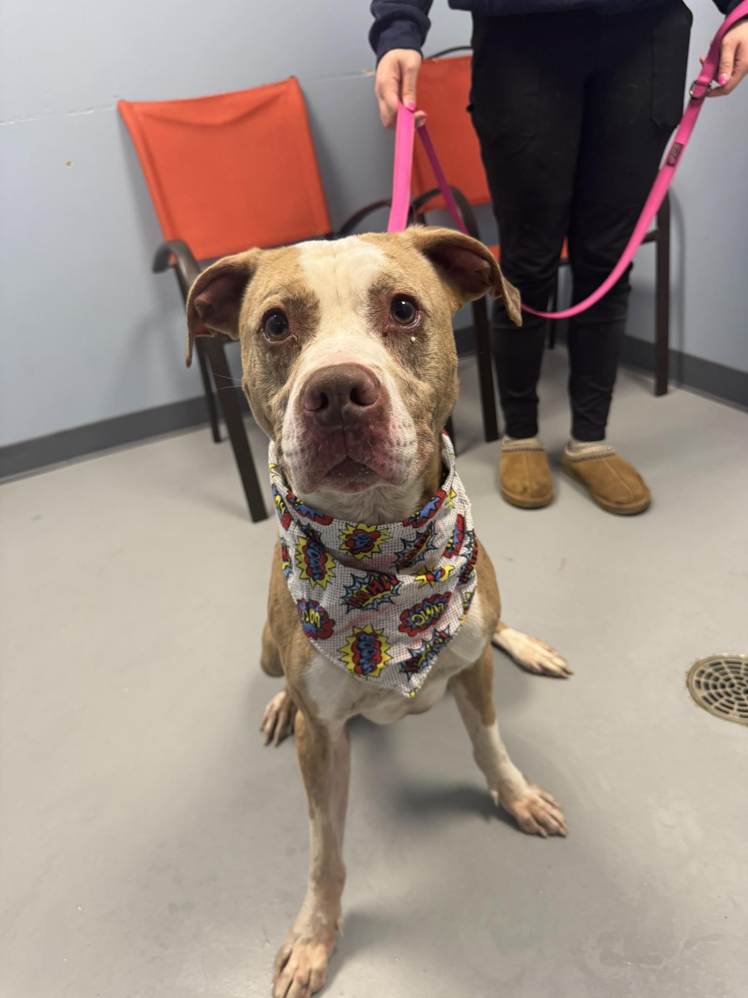 Ruger , a ADOPTABLE mixed breed in Zanesville, OH image 2/3