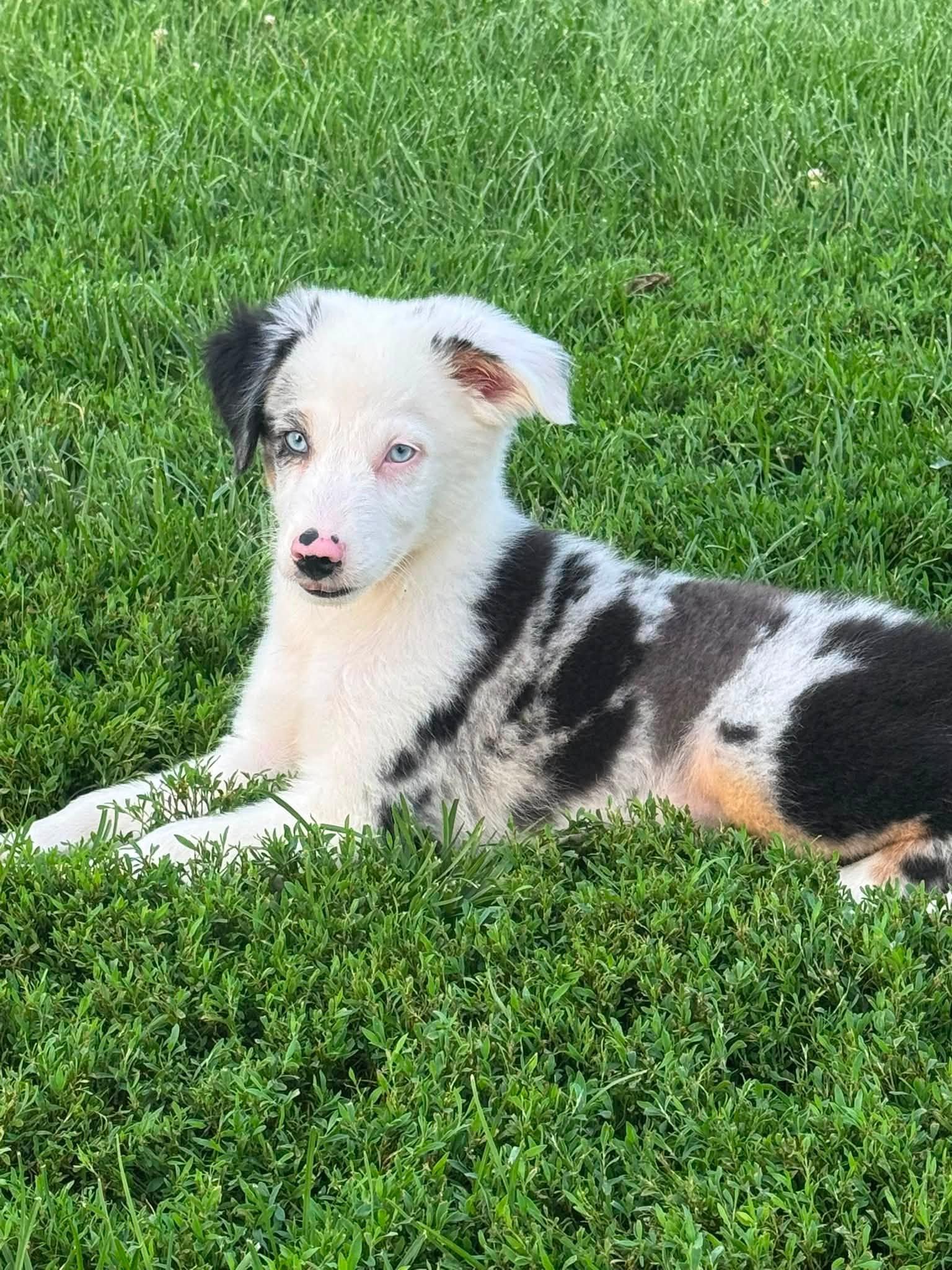 Opossum, adopted, Young Male Australian Shepherd.