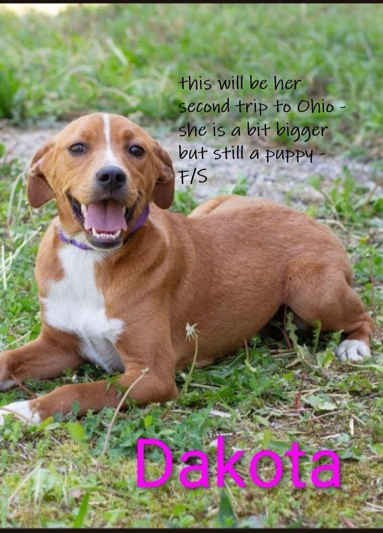 Enlarge Dakota, an adopted mixed breed in Chardon, OH image 1/1