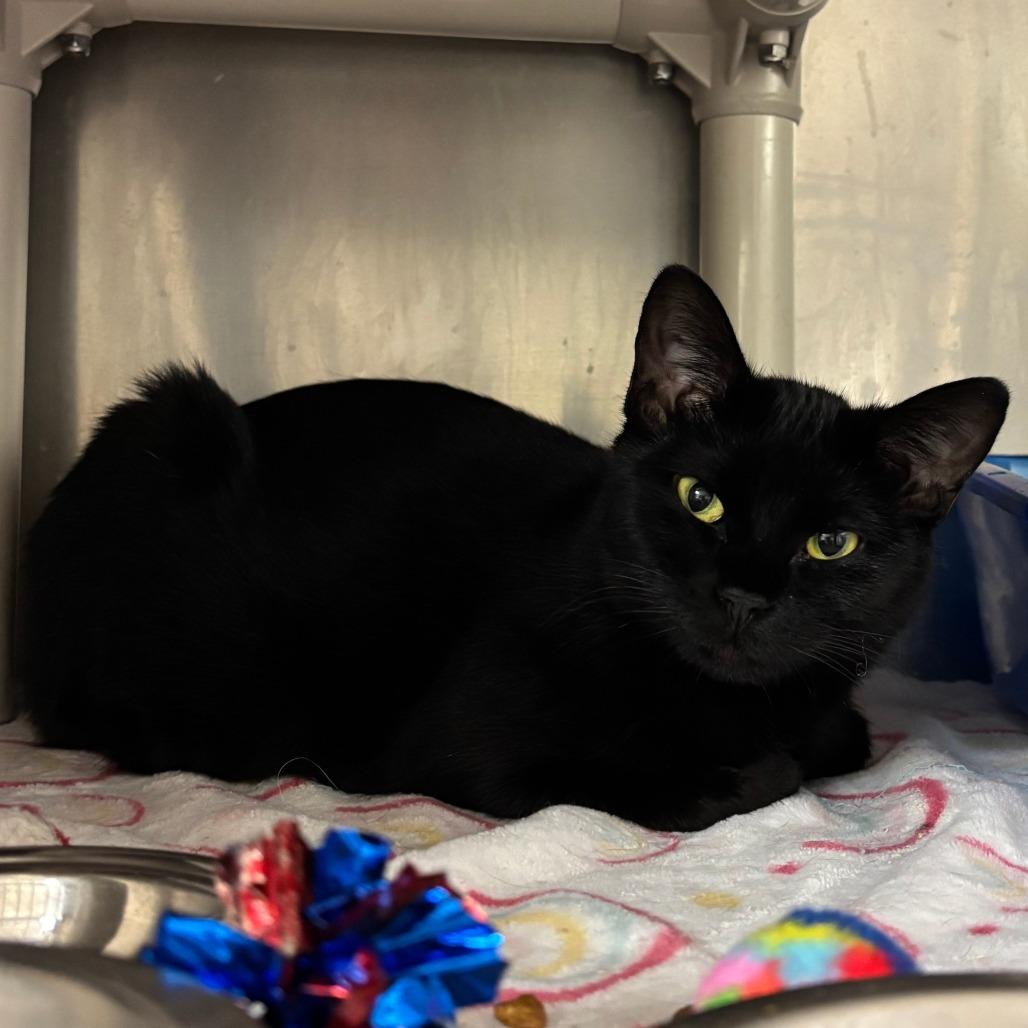 Mole, Adoptable, Adult Female Domestic Short Hair.