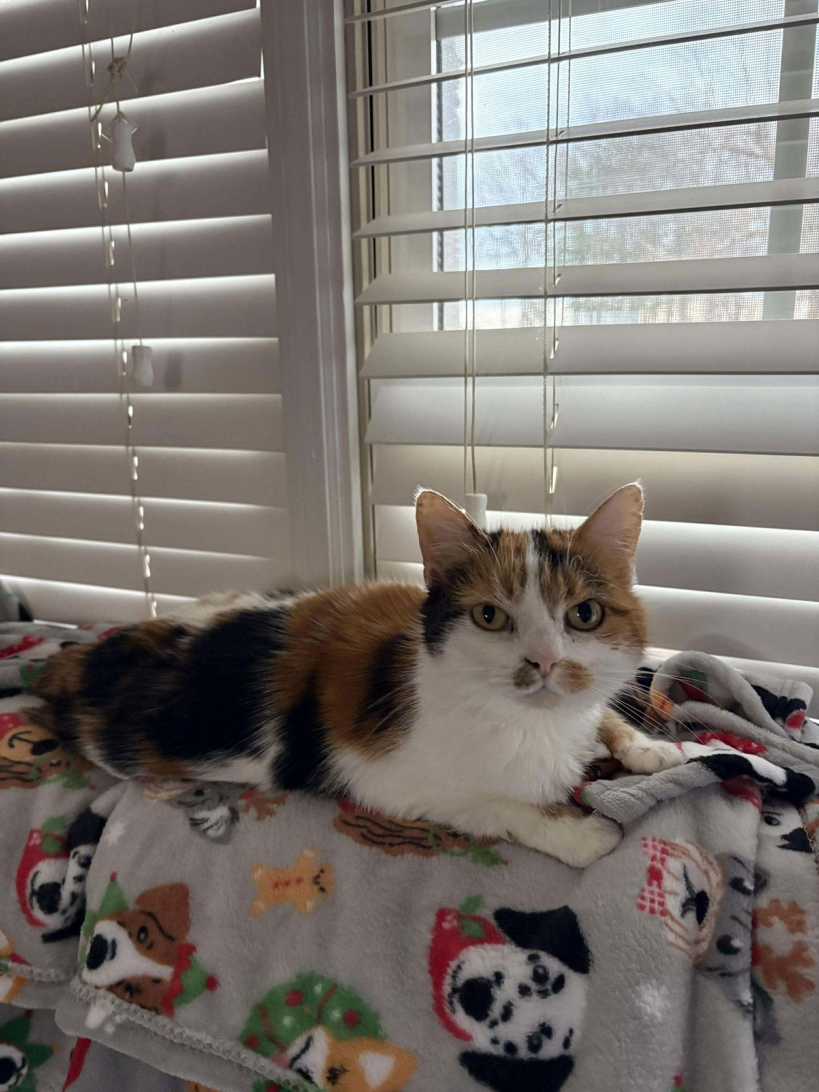 Blanche, Adoptable, Adult Female Domestic Short Hair.