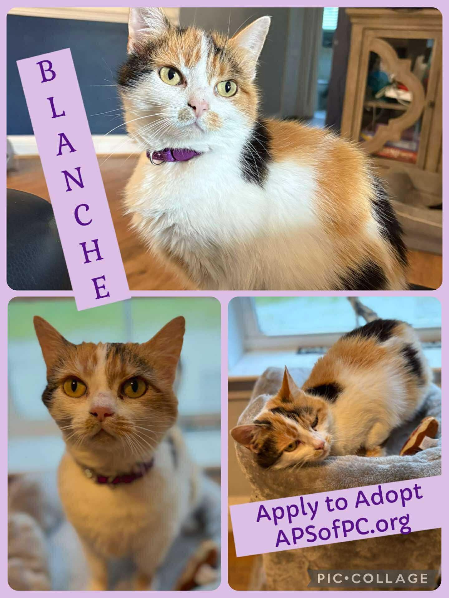 Blanche, a Adoptable Domestic Short Hair in Roxboro, NC image 2/3