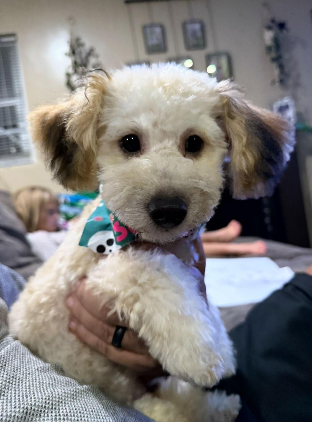 Squash, Adopted, Puppy Male Maltese & Poodle.