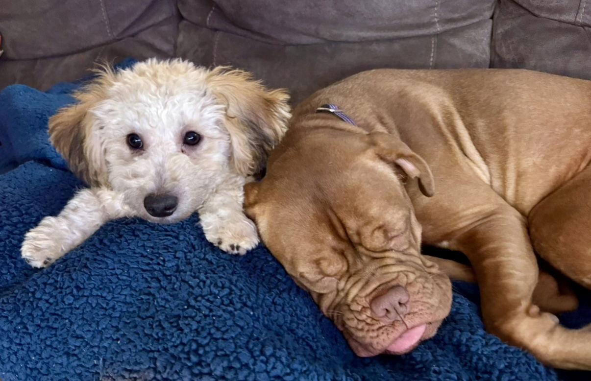 Enlarge Squash, a Adopted mixed breed in Palo Alto, CA image 3/3