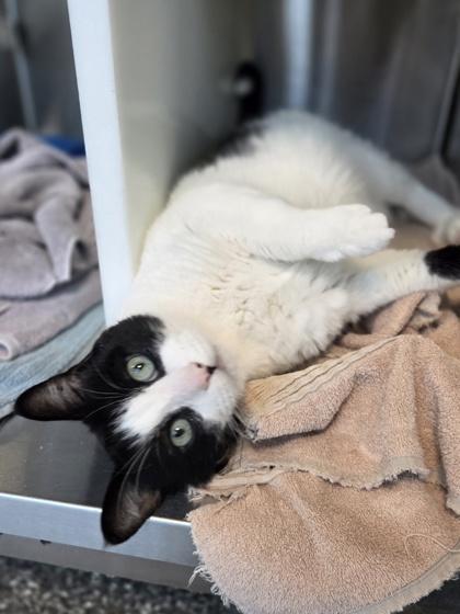 Enlarge Charleston, a Adoptable mixed breed in Westland, MI image 1/3