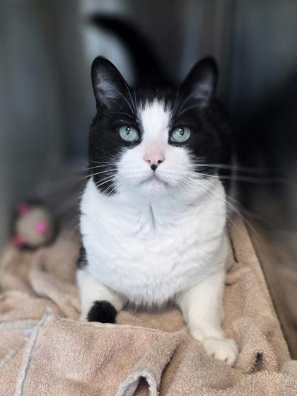 Enlarge Charleston, a Adoptable mixed breed in Westland, MI image 2/3