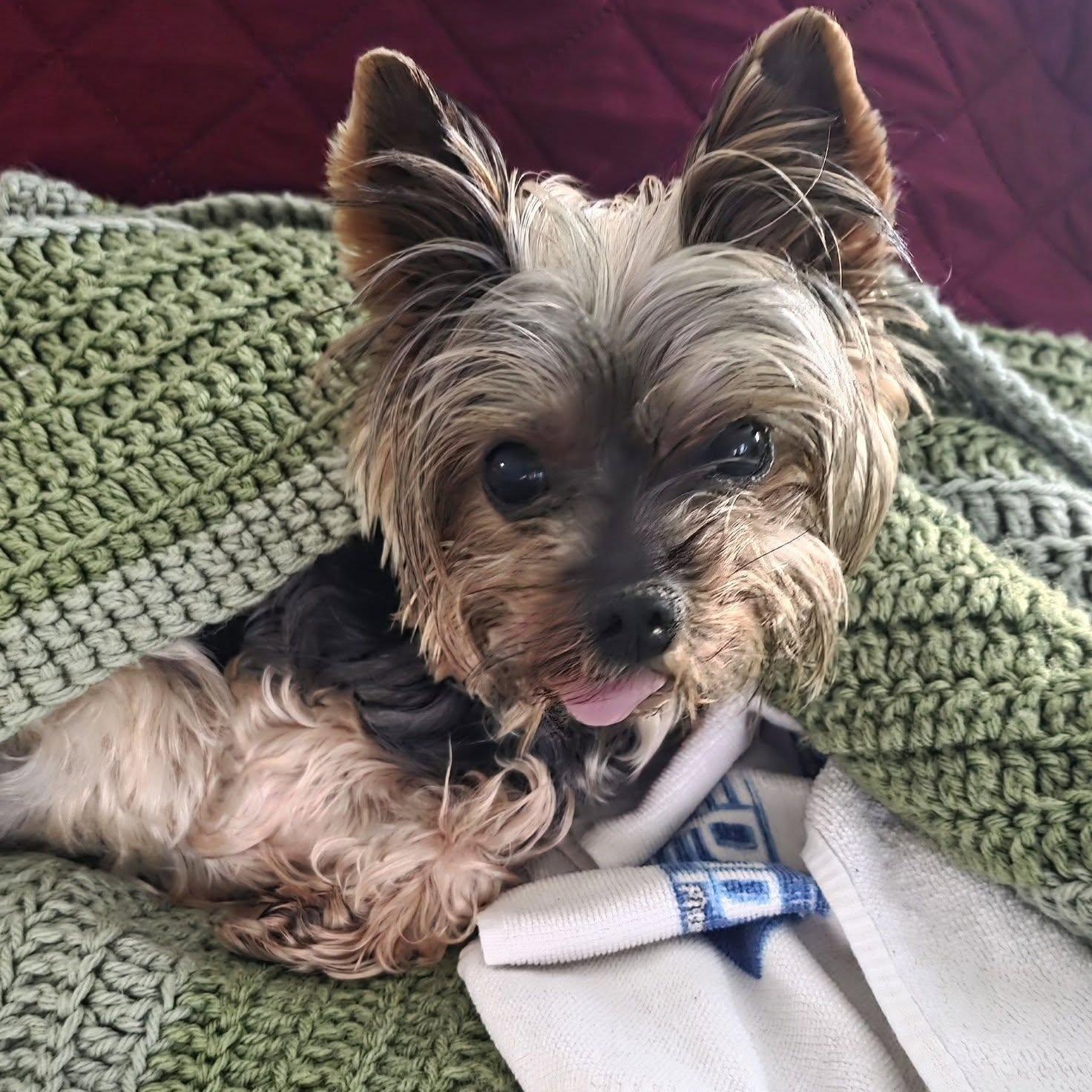 Titan, Adoptable, Senior Male Yorkshire Terrier.