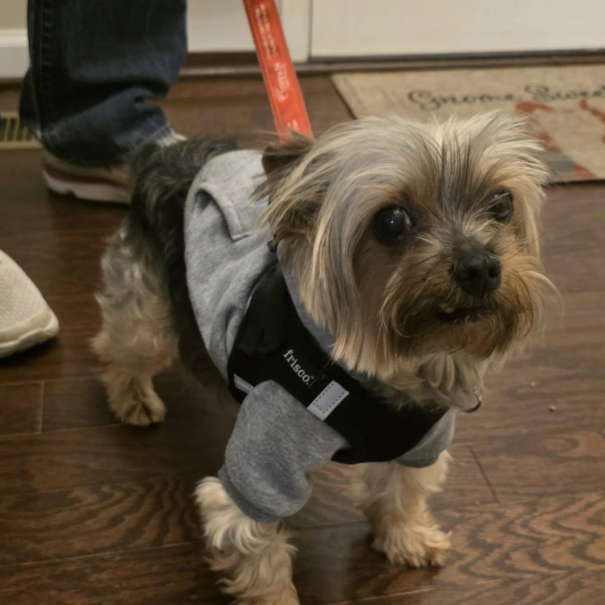 Titan, Adoptable, Senior Male Yorkshire Terrier.