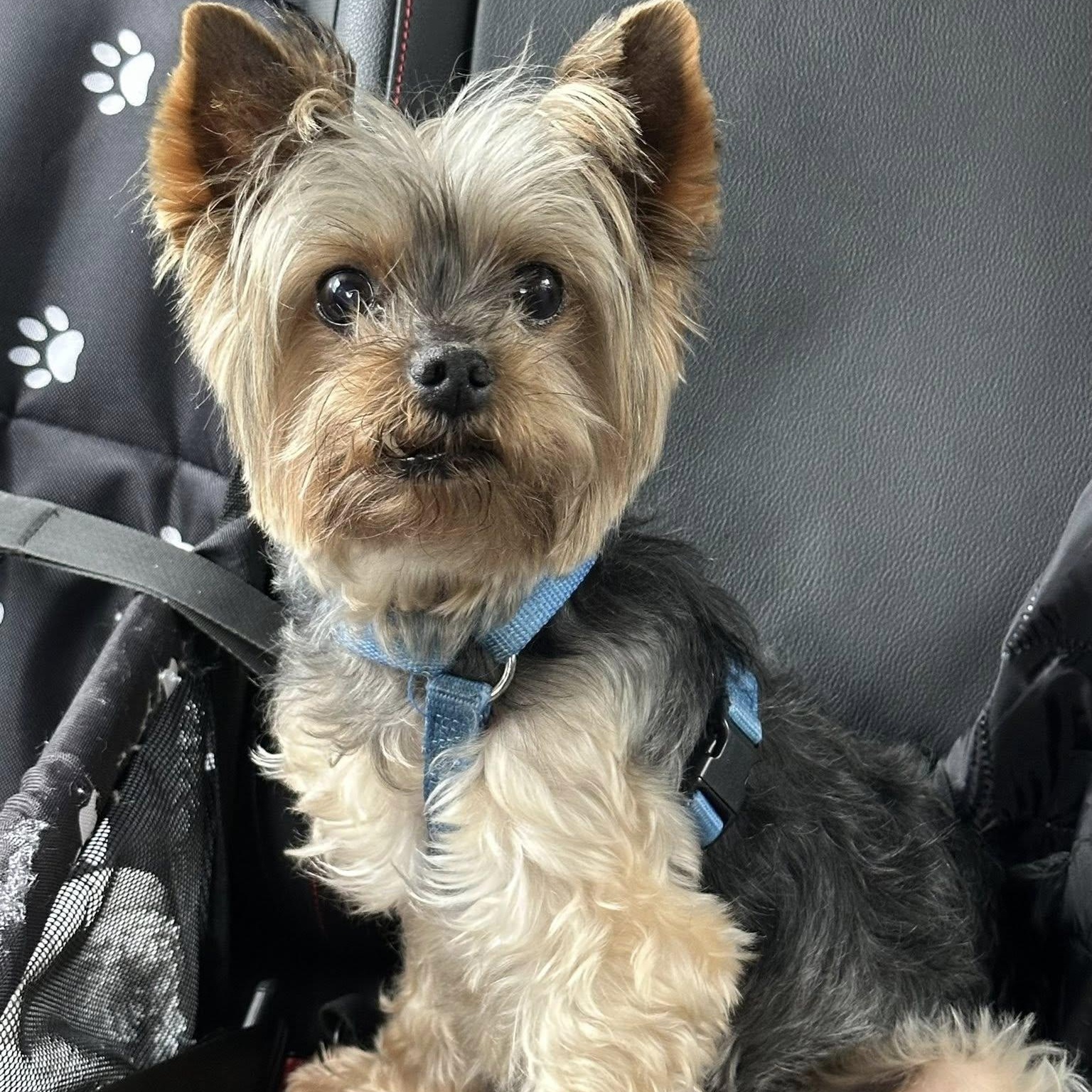 Enlarge Titan, a Adoptable Yorkshire Terrier in Rockville, MD image 4/6