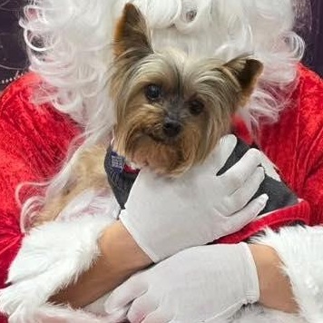 Titan, Adoptable, Senior Male Yorkshire Terrier.