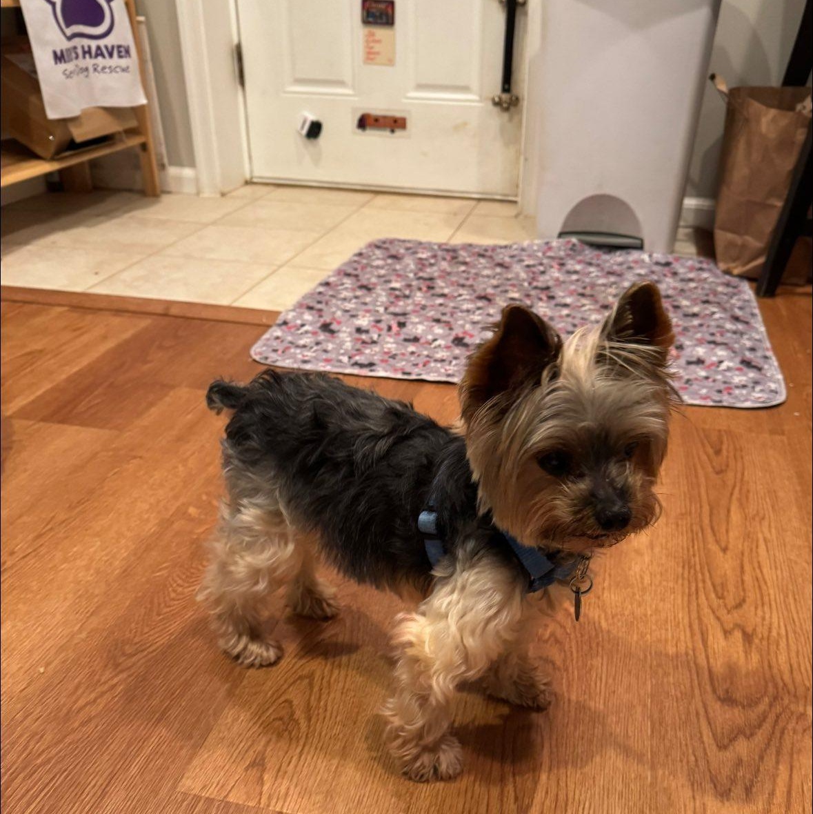 Enlarge Titan, a Adoptable Yorkshire Terrier in Rockville, MD image 6/6