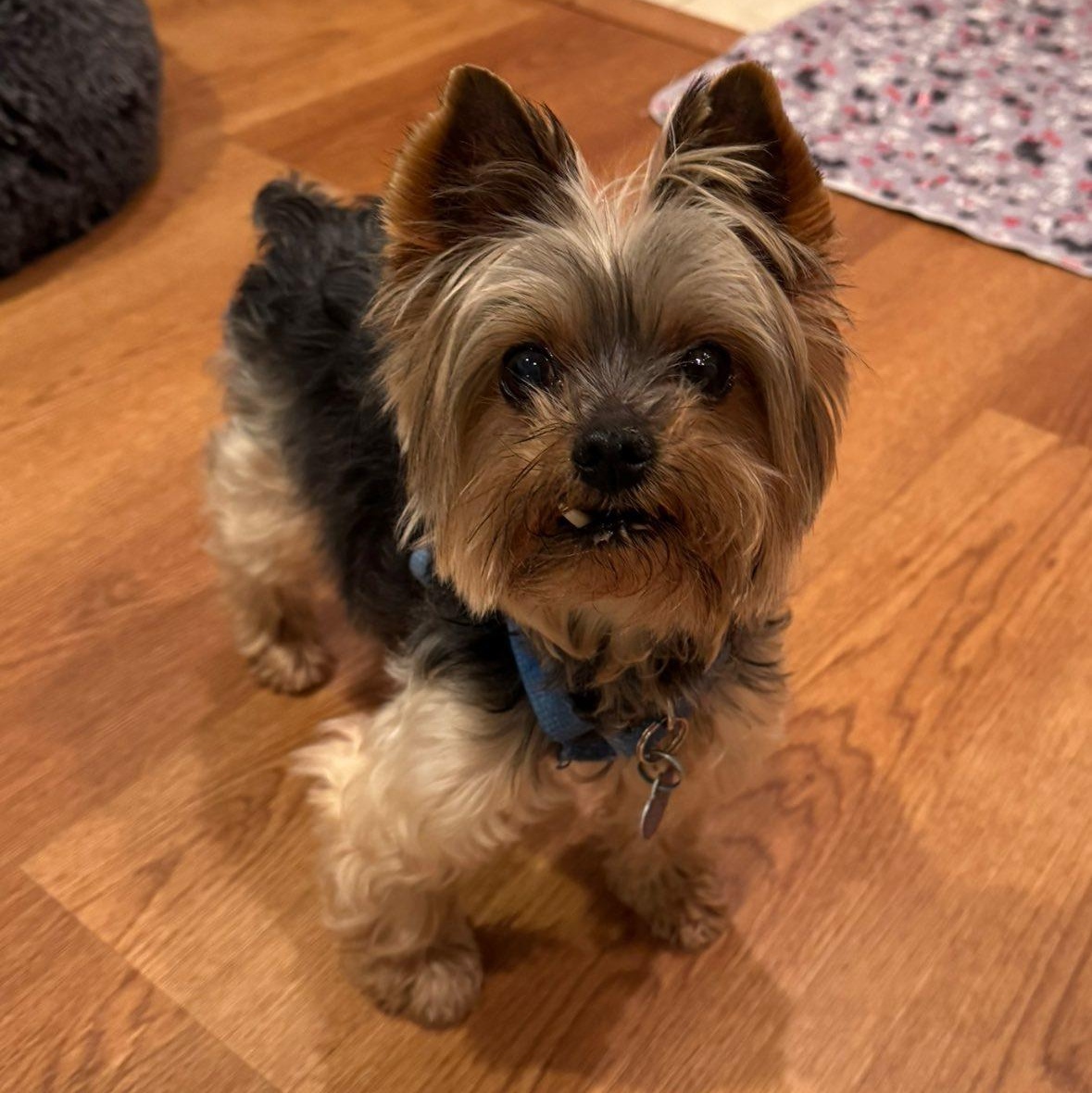 Enlarge Titan, a Adoptable Yorkshire Terrier in Rockville, MD image 2/6