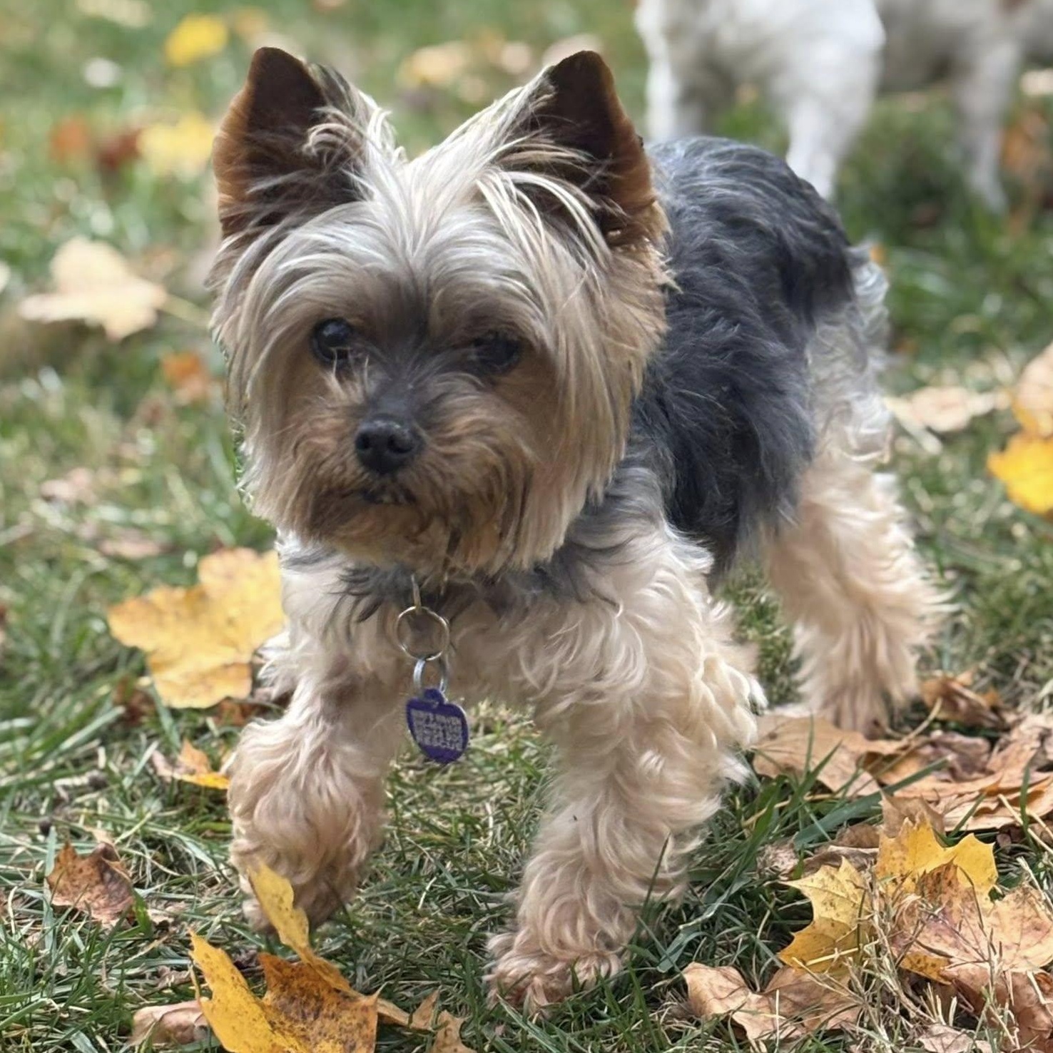 Enlarge Titan, a Adoptable Yorkshire Terrier in Rockville, MD image 3/6