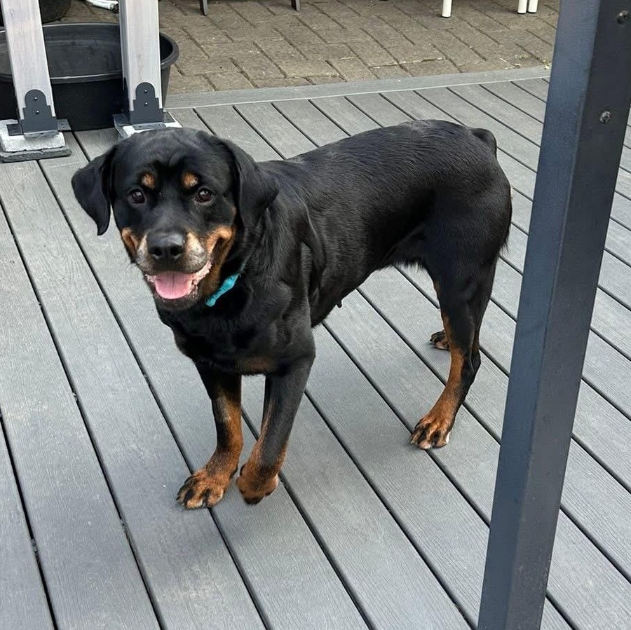 Rhea, Adult Female Rottweiler