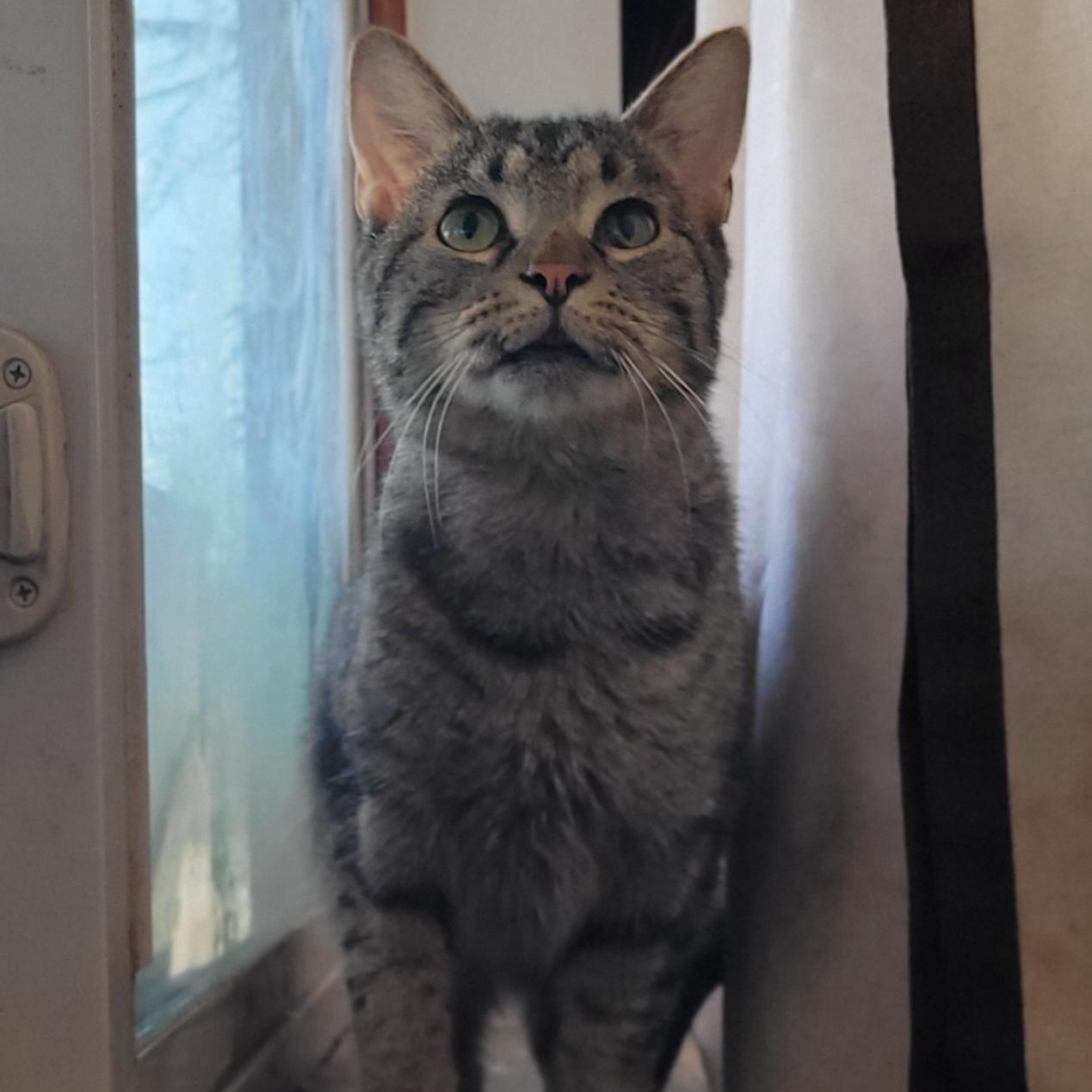 Toby, a Adoptable Tabby in Claridge, PA image 2/6