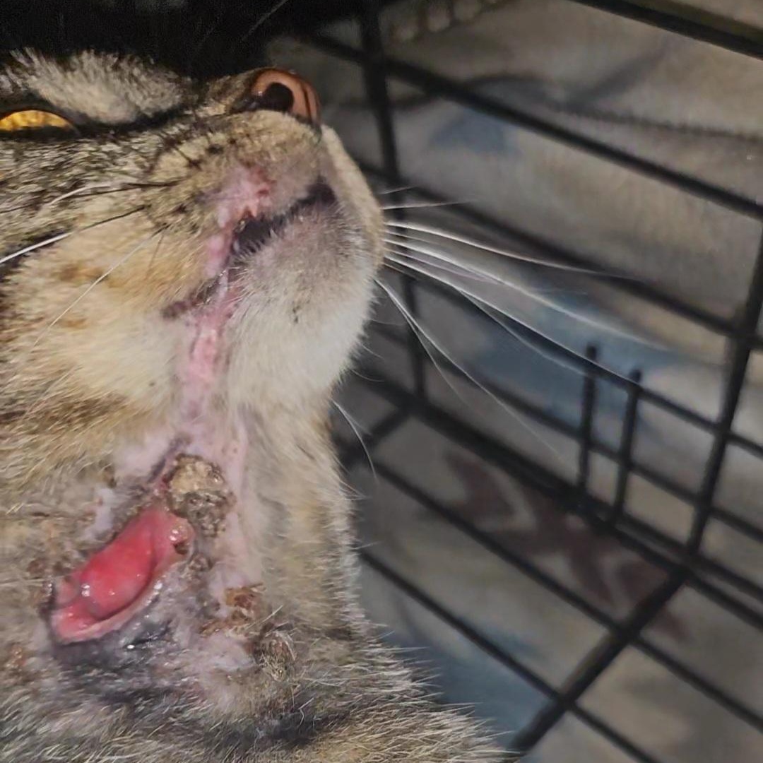 Toby, a Adoptable Tabby in Claridge, PA image 4/6