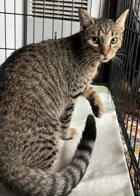 Toby, a Adoptable Tabby in Claridge, PA image 1/6