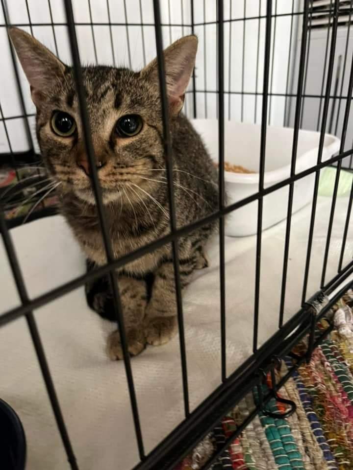 Toby, a Adoptable Tabby in Claridge, PA image 6/6