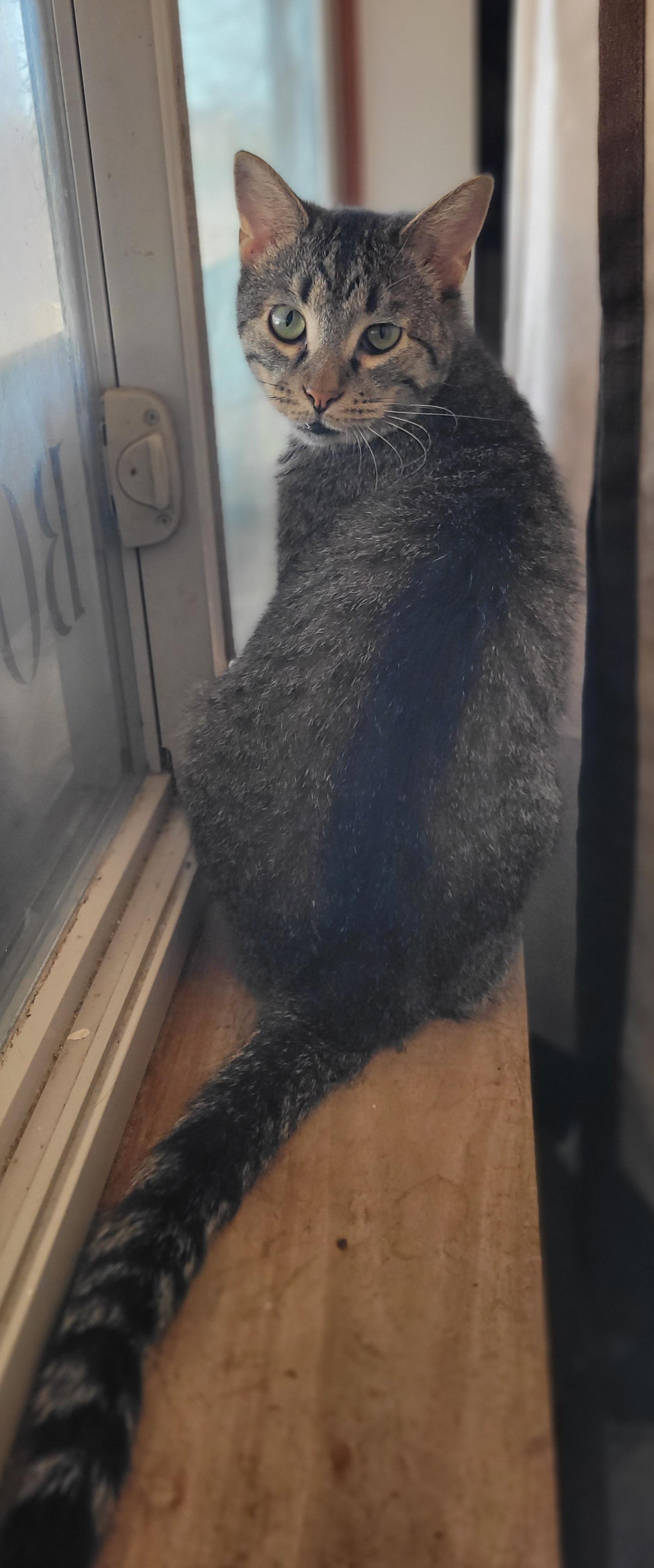 Toby, a Adoptable Tabby in Claridge, PA image 3/6