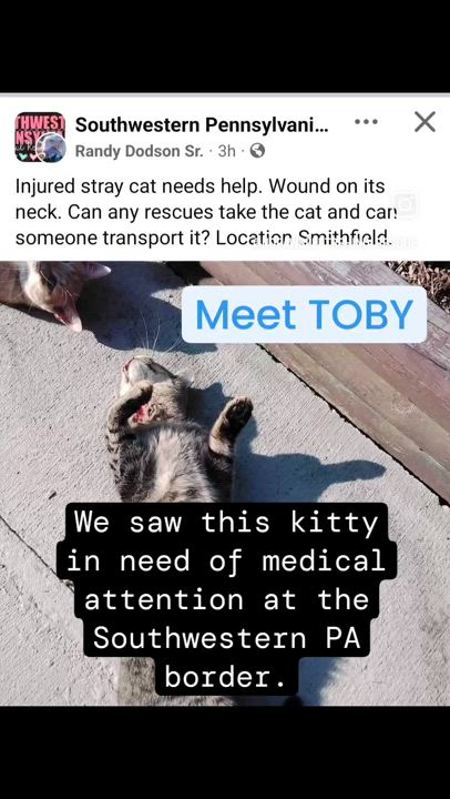 Enlarge Toby, a Adoptable Tabby in Claridge, PA video 5/6