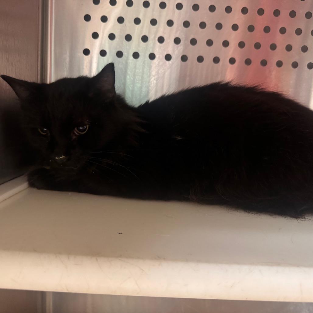 Sid, Adoptable, Adult Male Domestic Long Hair.