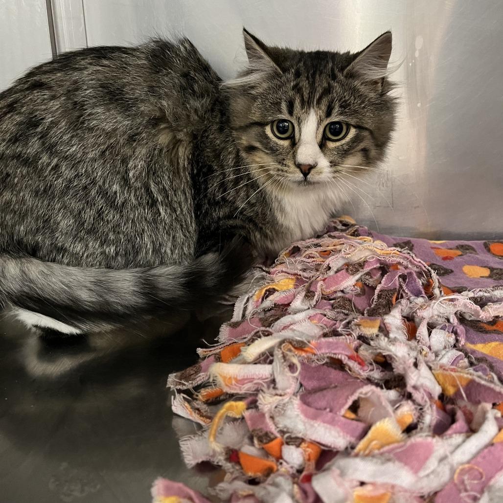 Enlarge Fluffy Boots, a Adoptable Domestic Short Hair in Idaho Falls, ID image 1/1
