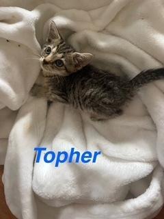 Topher, Adoptable, Kitten Male Domestic Short Hair.