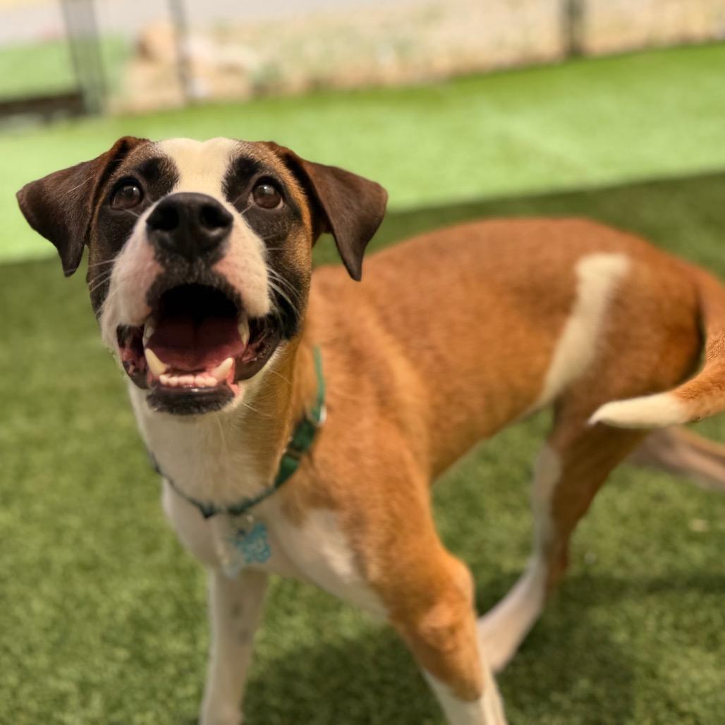 Enlarge Uba, a Adoptable mixed breed in Durango, CO image 2/6