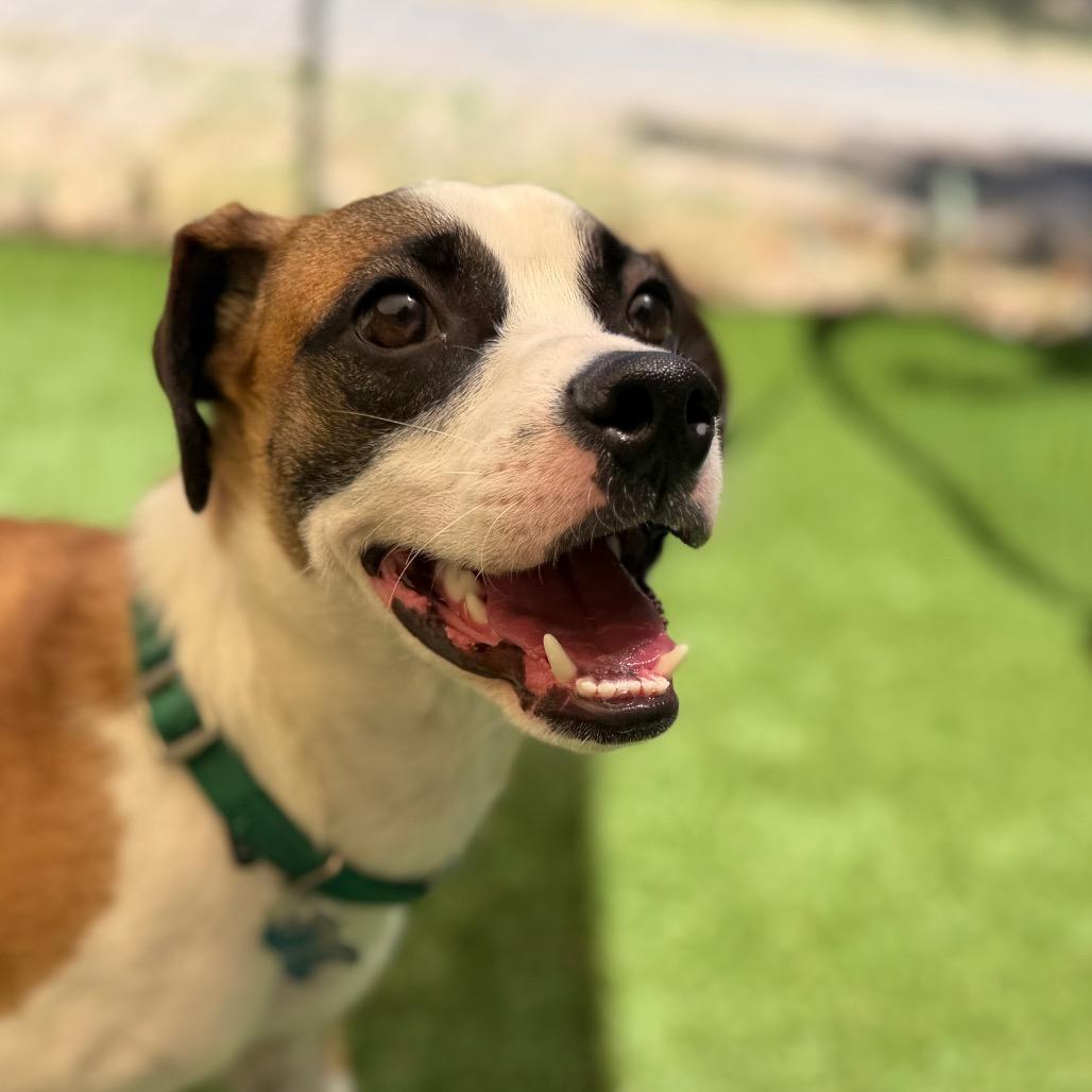 Enlarge Uba, a Adoptable mixed breed in Durango, CO image 3/6
