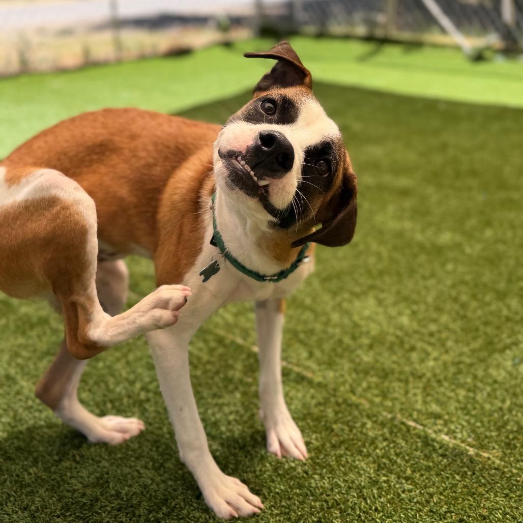 Enlarge Uba, a Adoptable mixed breed in Durango, CO image 4/6