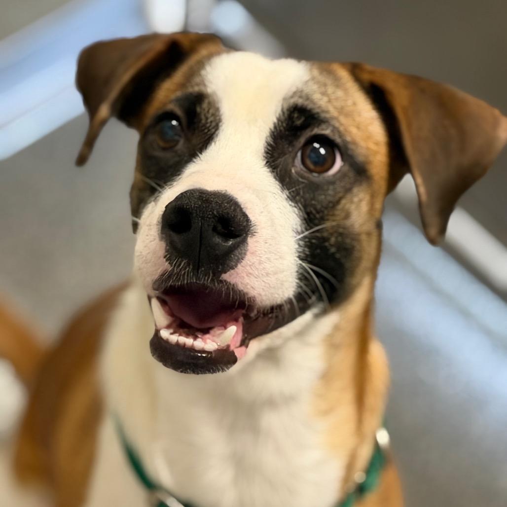 Uba, a Adoptable mixed breed in Durango, CO image 2/2