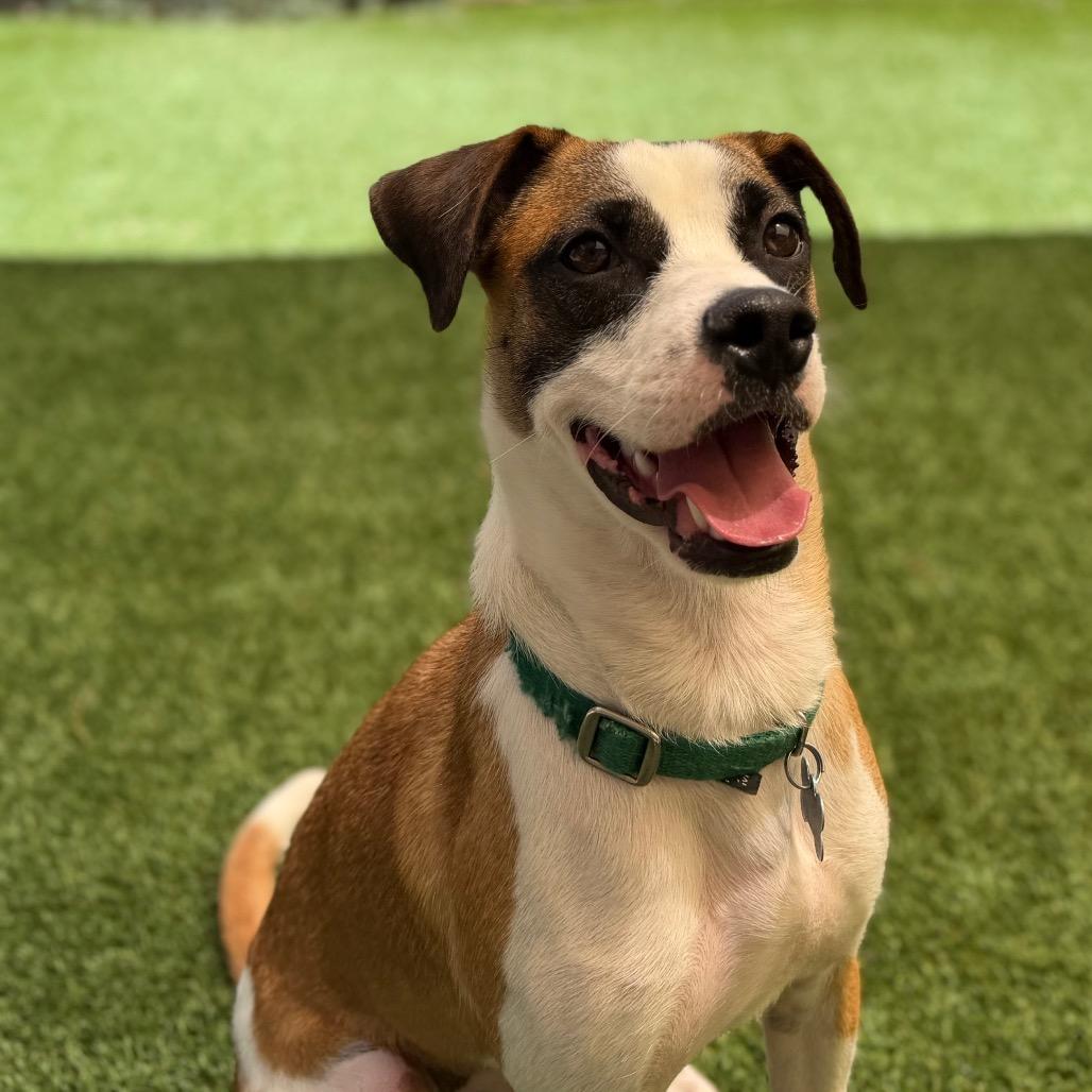 Enlarge Uba, a Adoptable mixed breed in Durango, CO image 6/6
