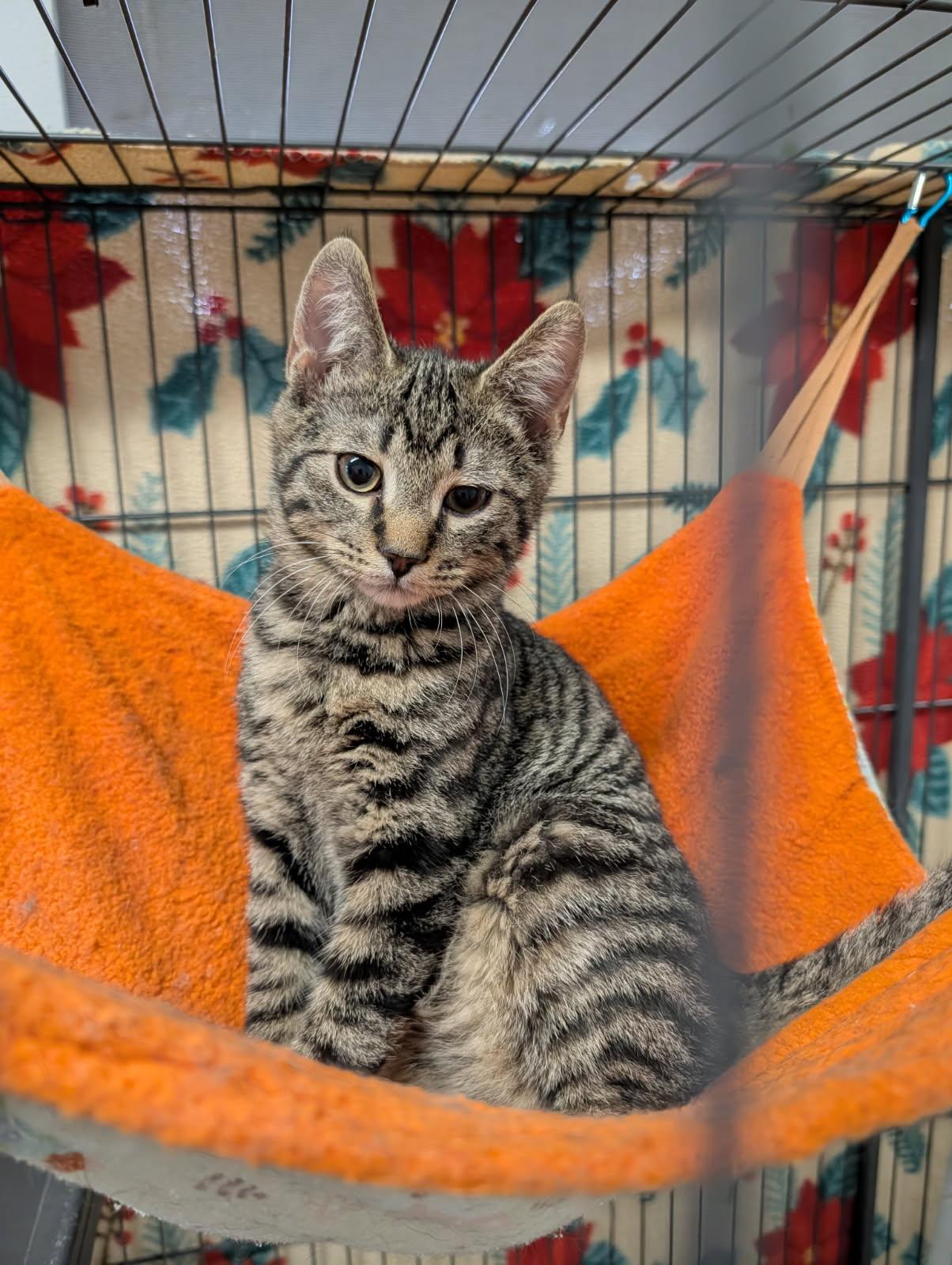Fudge Round (Neutered) (Photos 3/2/2026), adopted, Kitten Male Tabby & Domestic Short Hair.