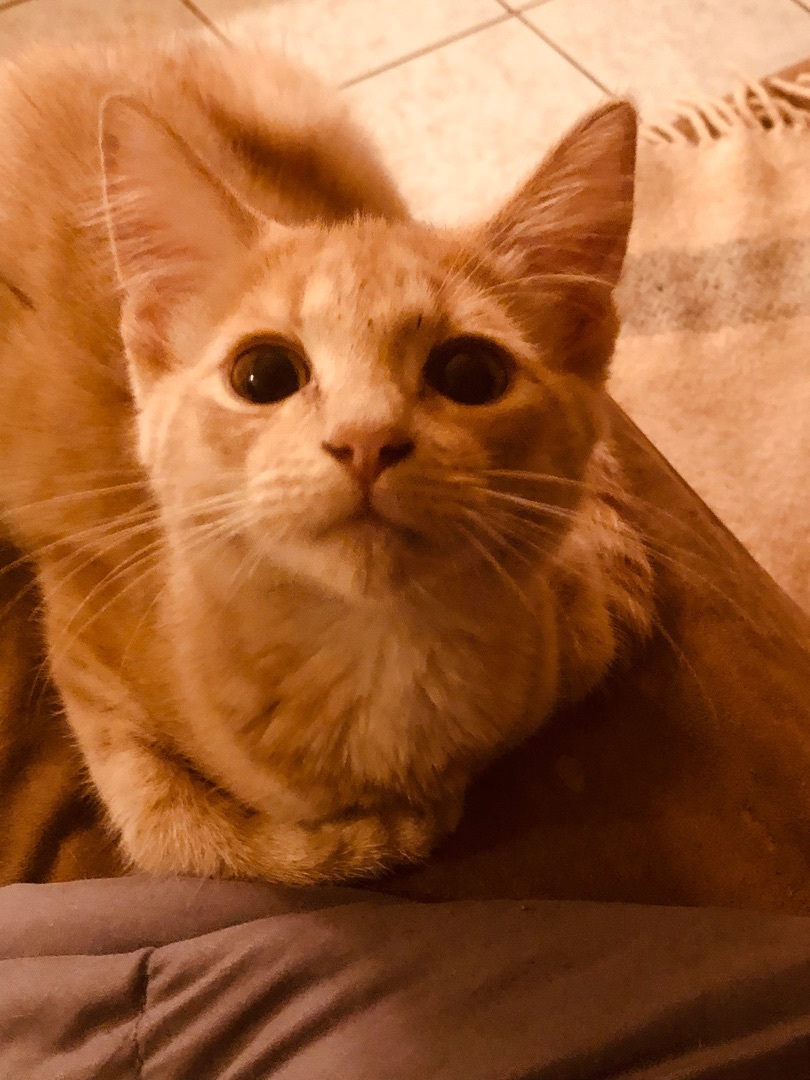 Buffy