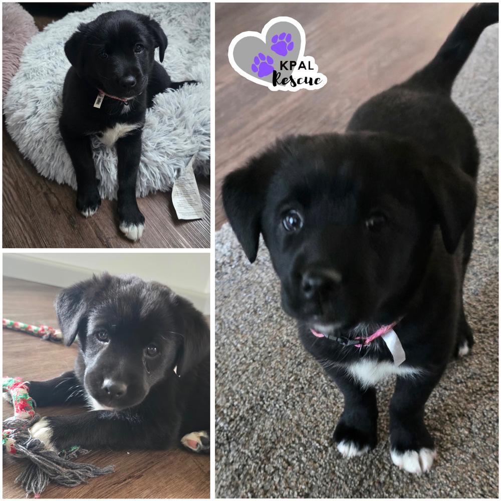 Posh Spice - Spice Girls Litter, Adoptable, Puppy Female Mixed Breed & Mixed Breed.