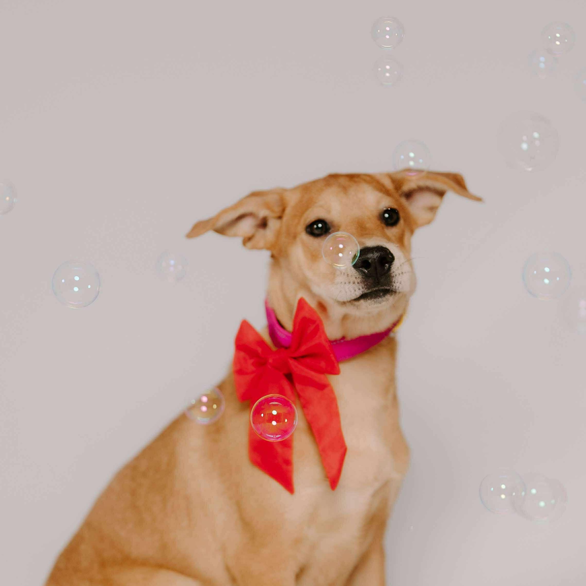 Bailey photo 1
