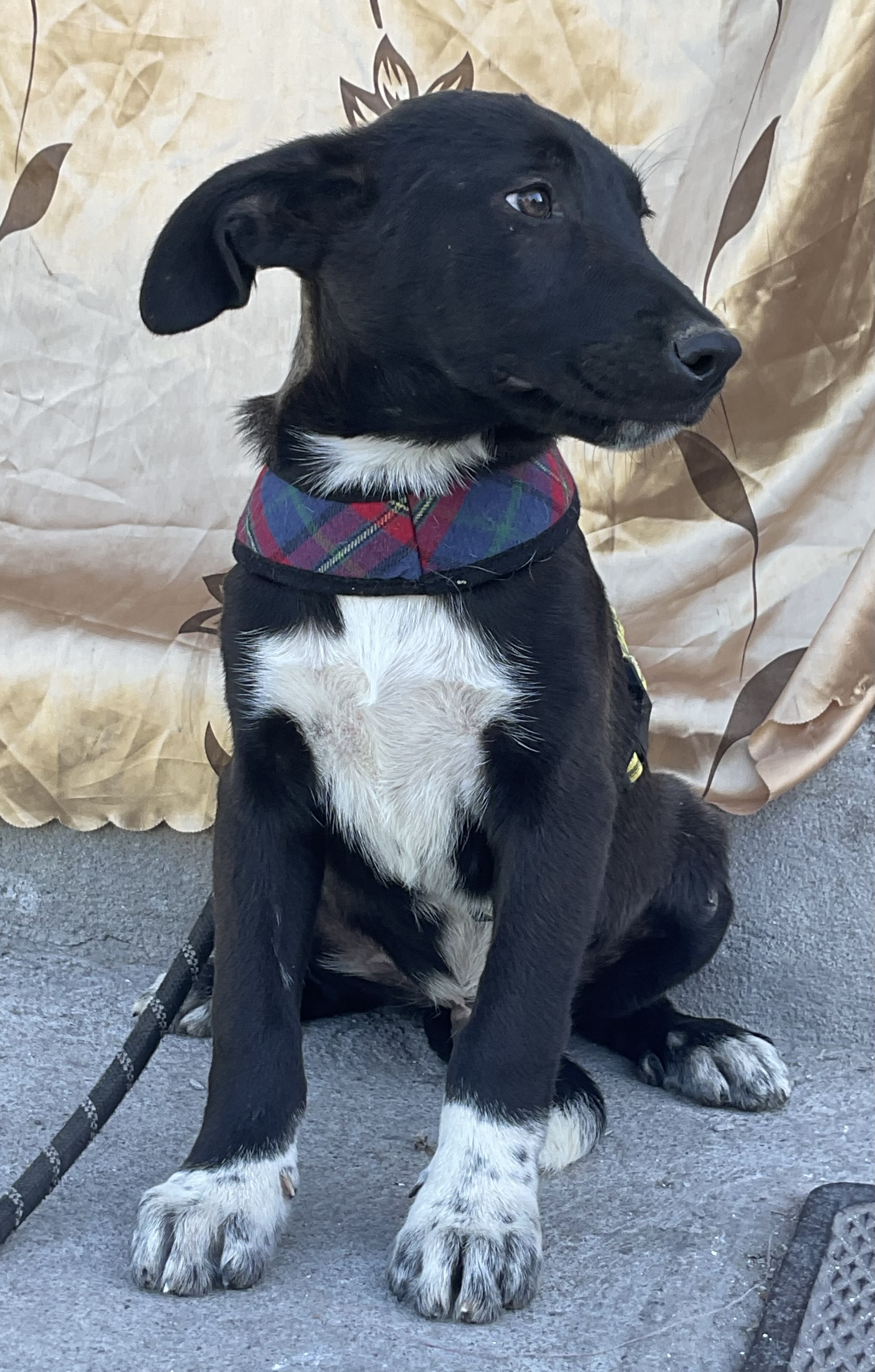 Bruno, a Adoptable mixed breed in Chula Vista, CA image 1/5