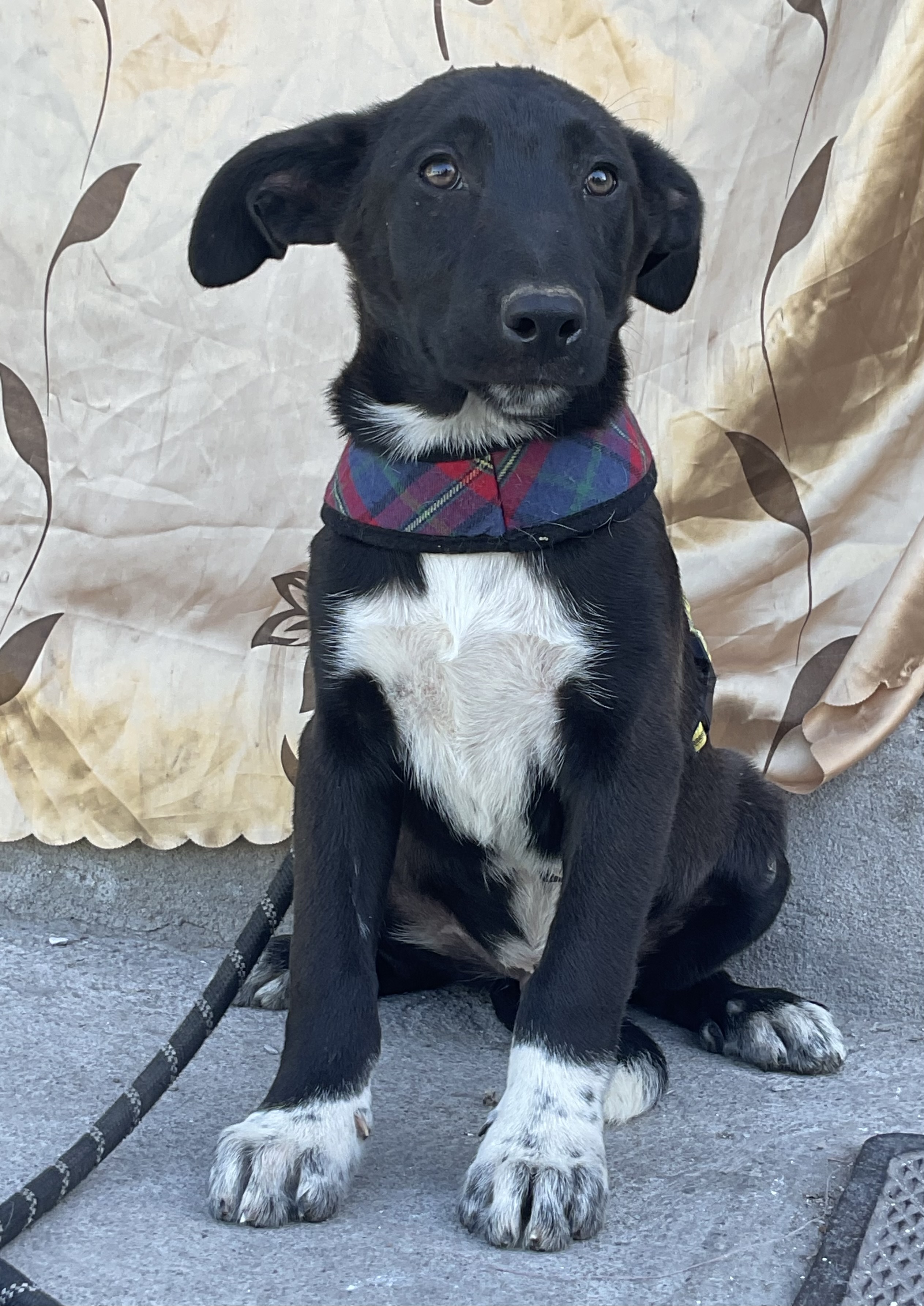 Bruno, a Adoptable mixed breed in Chula Vista, CA image 2/5