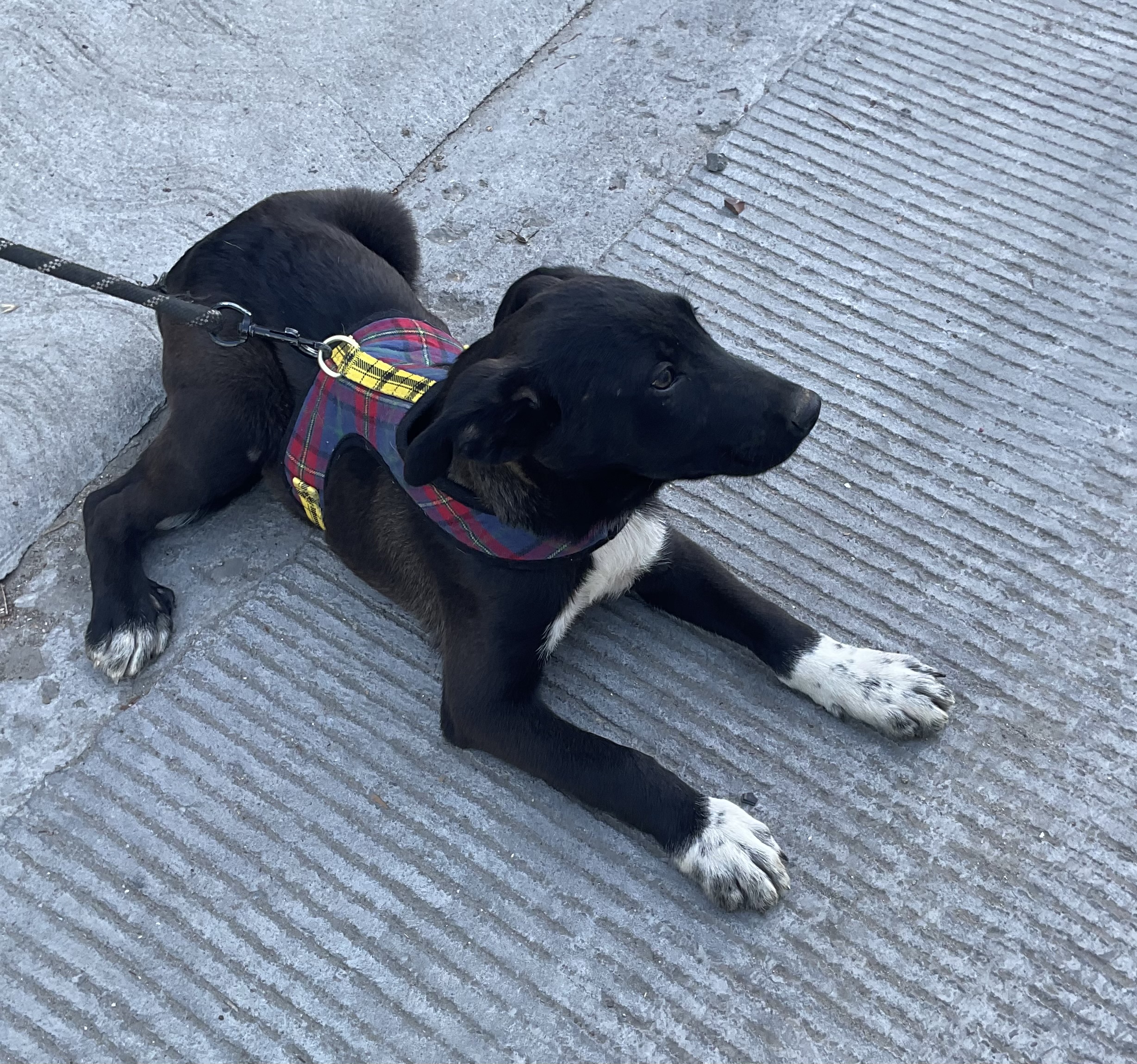 Bruno, a Adoptable mixed breed in Chula Vista, CA image 3/5