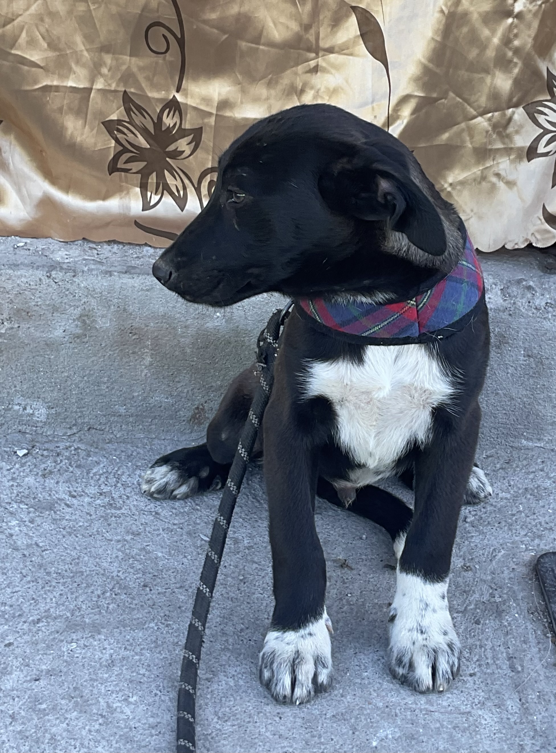 Bruno, a Adoptable mixed breed in Chula Vista, CA image 4/5