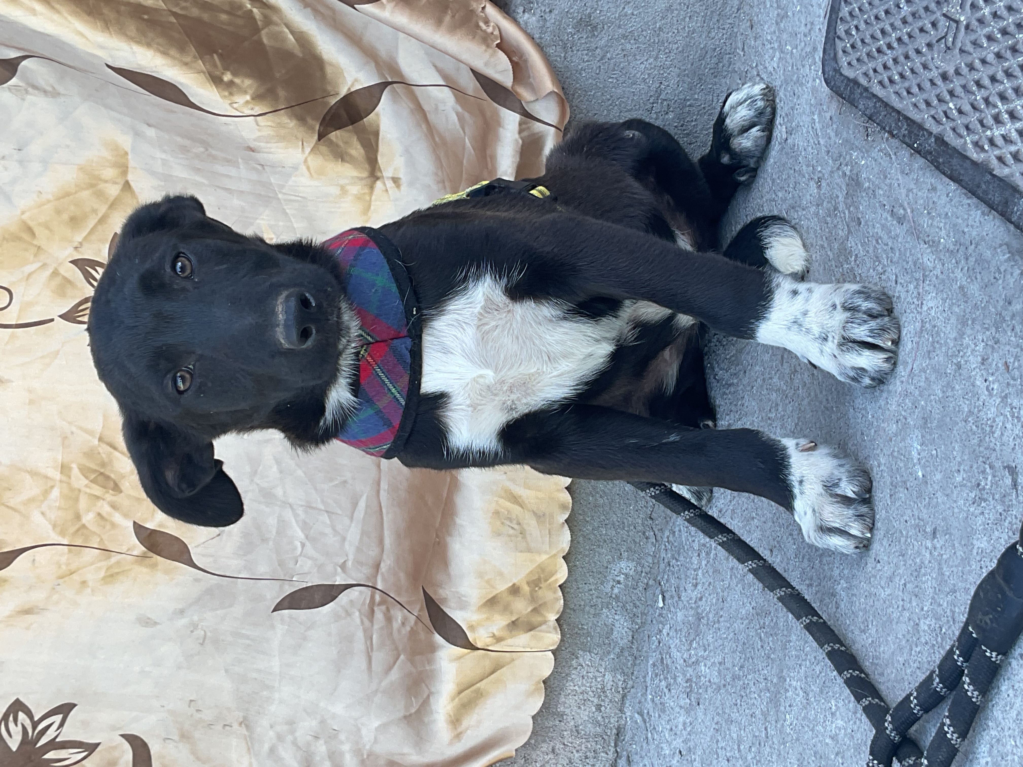 Bruno, a Adoptable mixed breed in Chula Vista, CA image 5/5