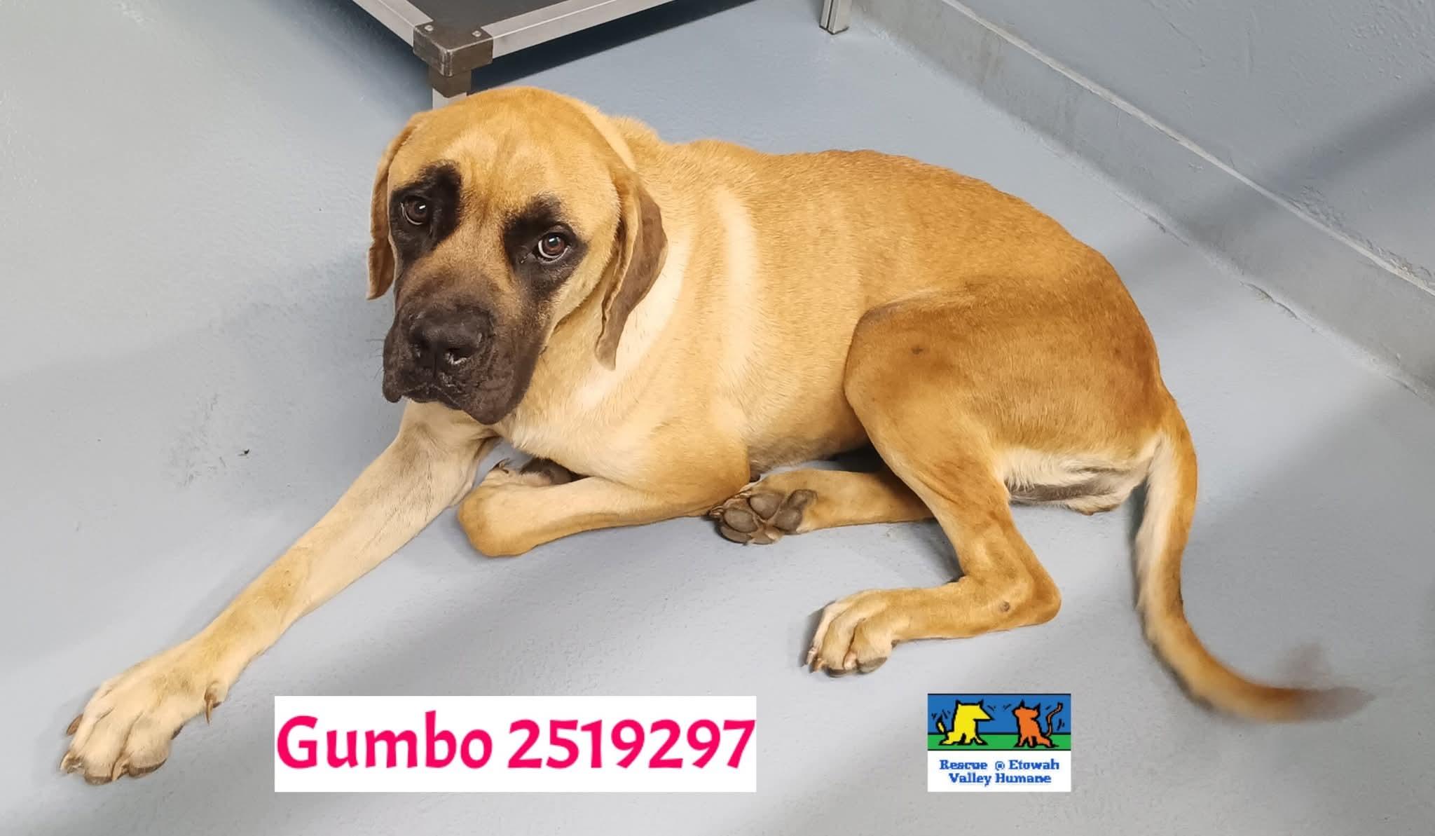 LAST CALL: Gumbo 7/9