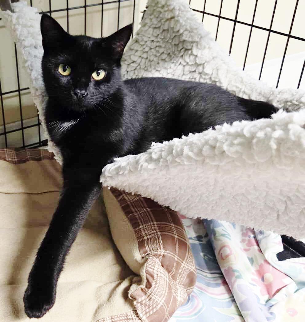 Tempest, Adoptable, Young Female Domestic Short Hair.