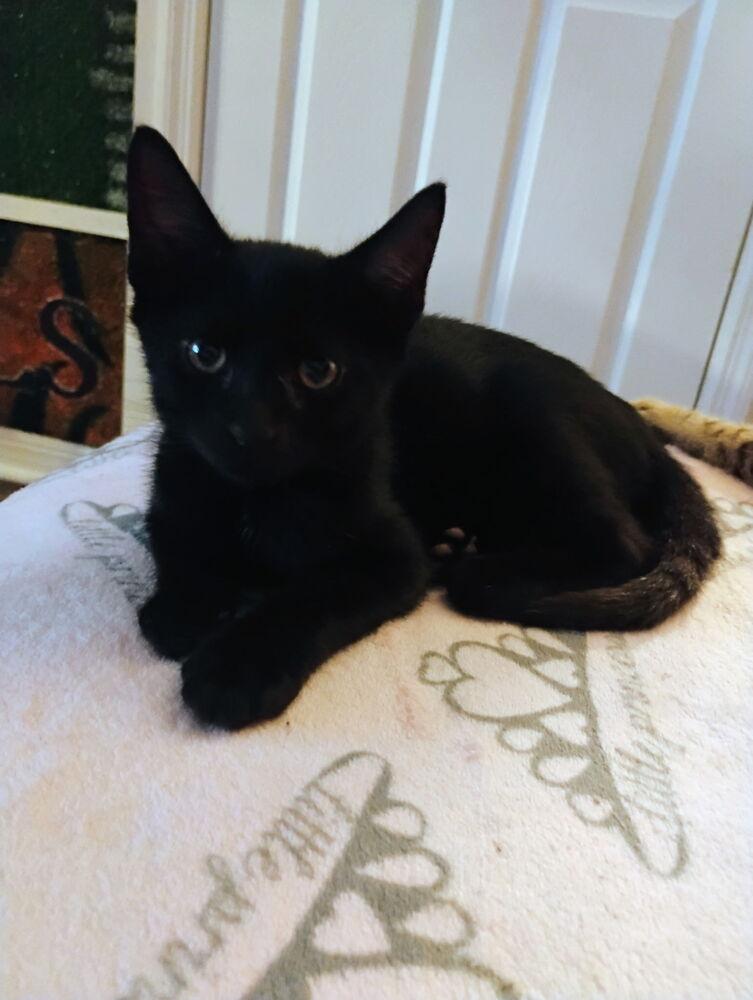 Enlarge Leroy Brown, a Adoptable Domestic Short Hair in Ruskin, FL image 1/2