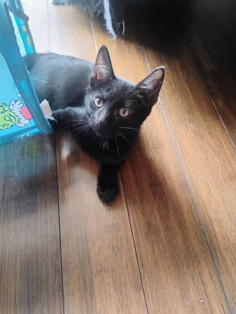 Enlarge Leroy Brown, a Adoptable Domestic Short Hair in Ruskin, FL image 2/2