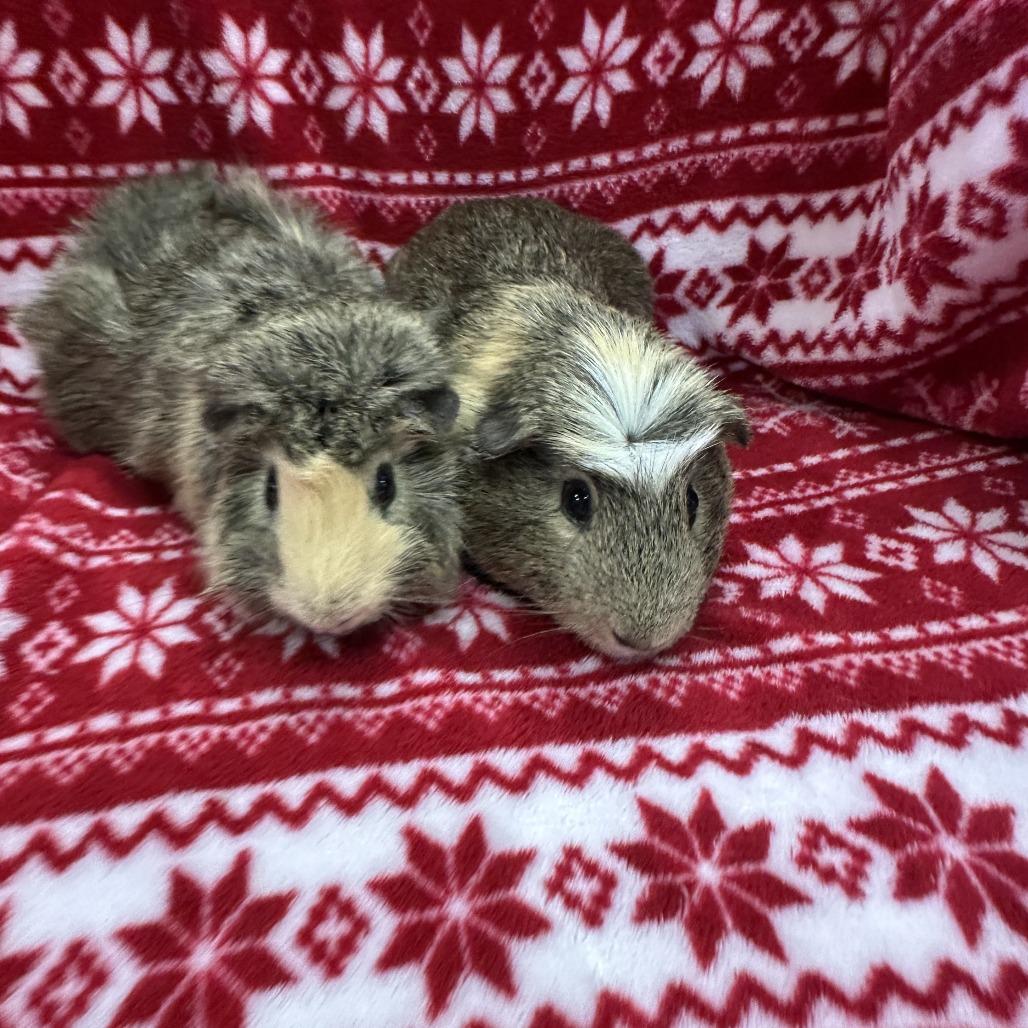 Ziggy bonded to Fudge, a Adoptable Guinea Pig in Quakertown, PA image 1/4